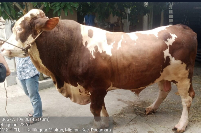 Sapi Kurban Presiden Prabowo Berbobot 959 Kg, Peternak Purbalingga Kantongi Rp100 Juta