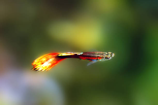 Bagaimana Membuat Akuarium Ikan Guppy?