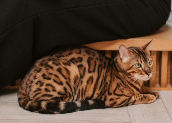 Kucing Ras Sedang Ini Dia 5 Ras Kucing Yang Paling Cerdas