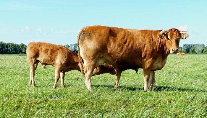 10 Jenis Sapi Terbesar di Dunia Berat Capai 1,7 Ton dengan Harga ...