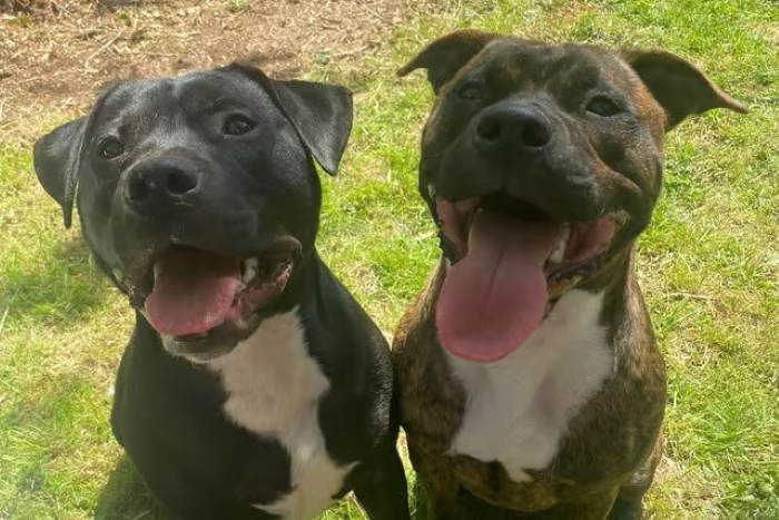 7 Cara Efektif Melatih Anjing Buang Air di Tempatnya, Dijamin Berhasil!